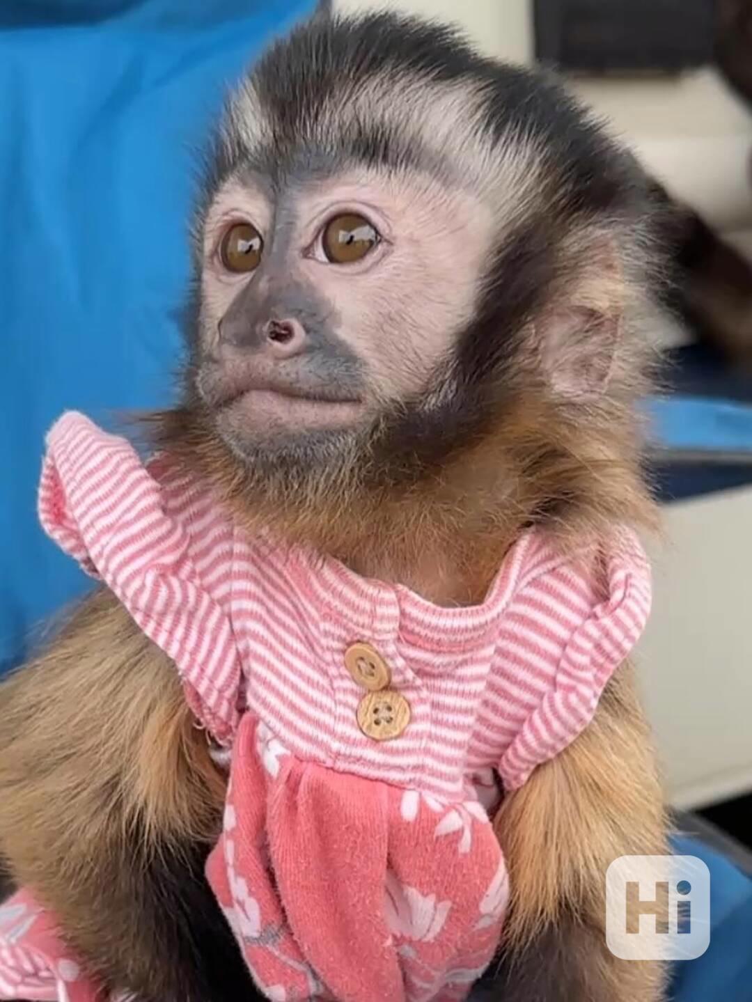  Opice připravené k návratu domů - foto 1