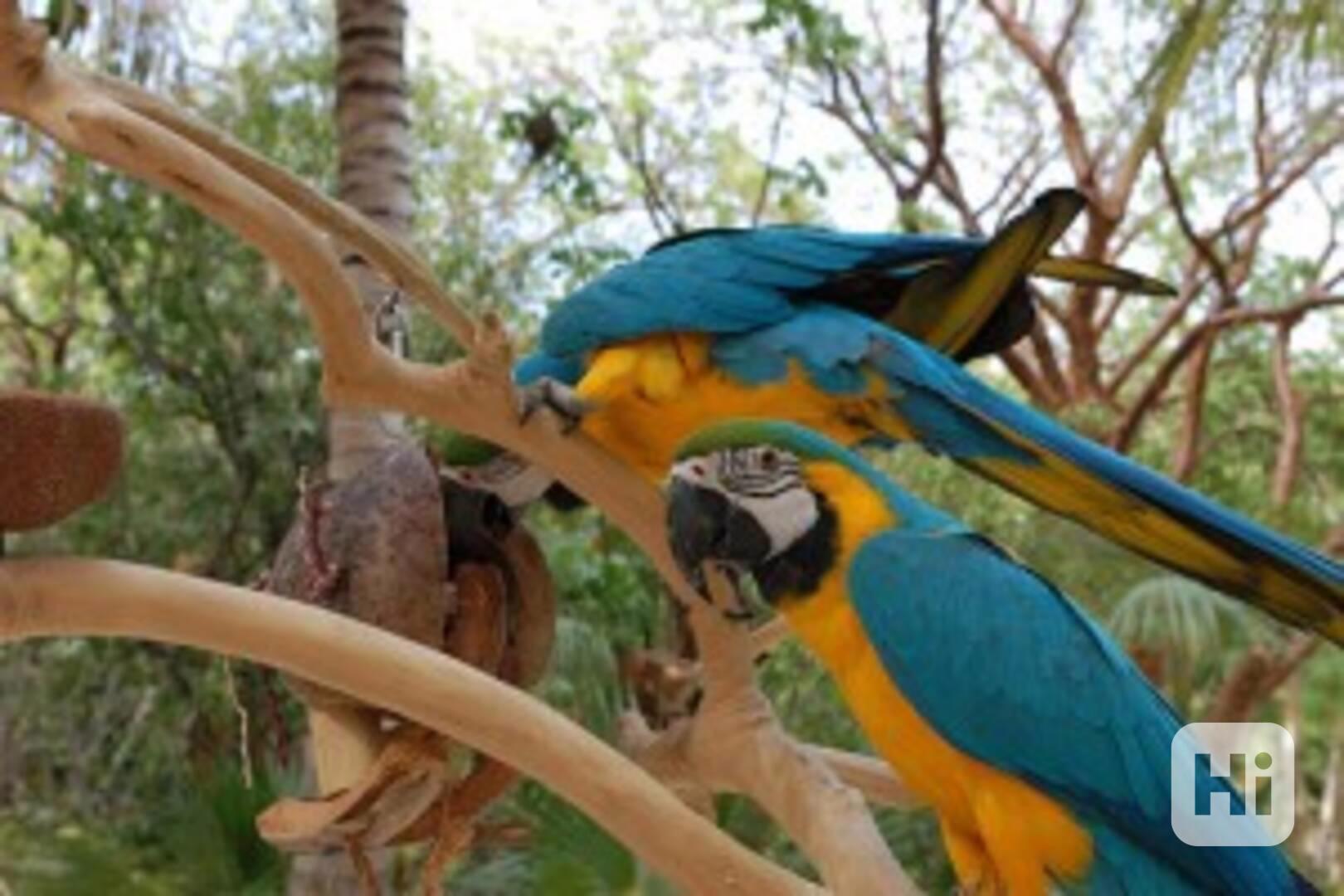 Rozkošní a krásní modrozlatí papoušci ara připraveni hned - foto 1