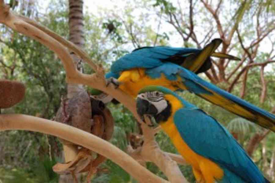 Rozkošní a krásní modrozlatí papoušci ara připraveni hned