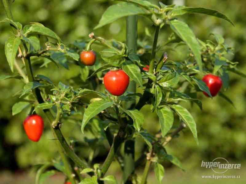 Chilli Aji Charapita red - semena - foto 1