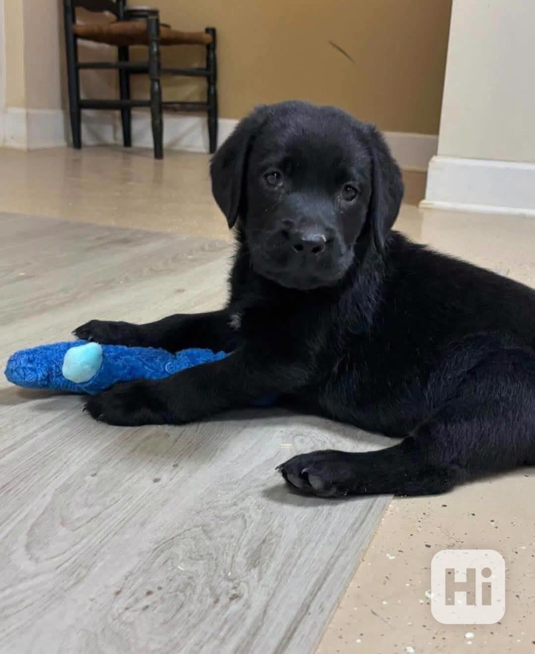 Nabízíme k prodeji labradorského retrívra - foto 1