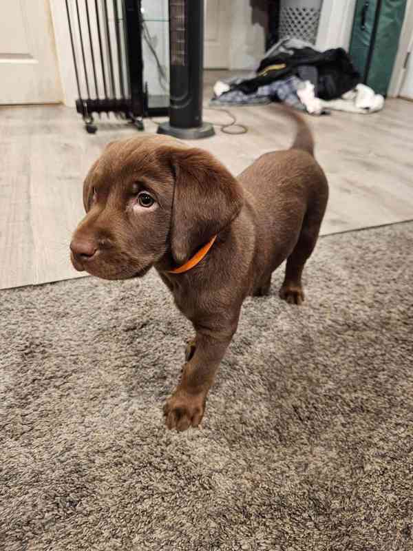 Nabízíme k prodeji labradorského retrívra - foto 3