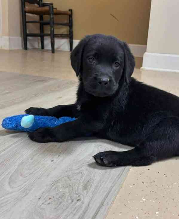 Nabízíme k prodeji labradorského retrívra