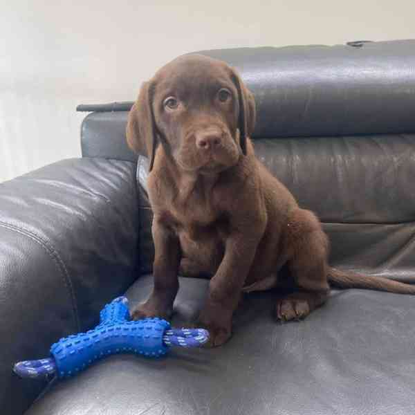 Nabízíme k prodeji labradorského retrívra - foto 5