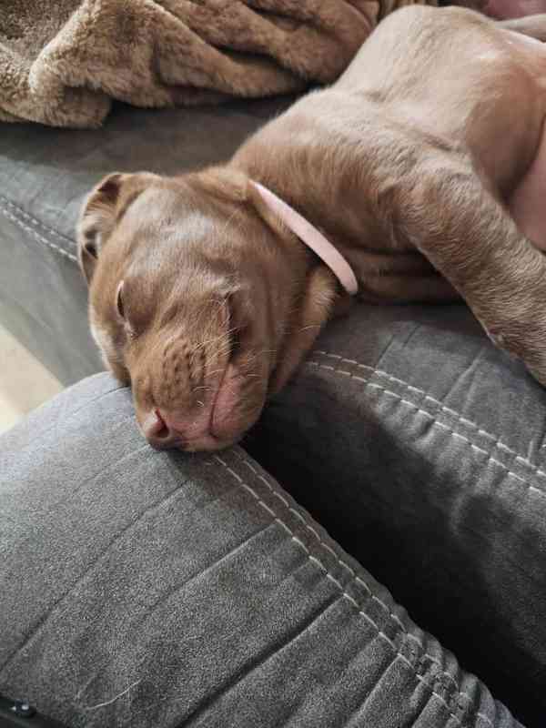 Nabízíme k prodeji labradorského retrívra - foto 2