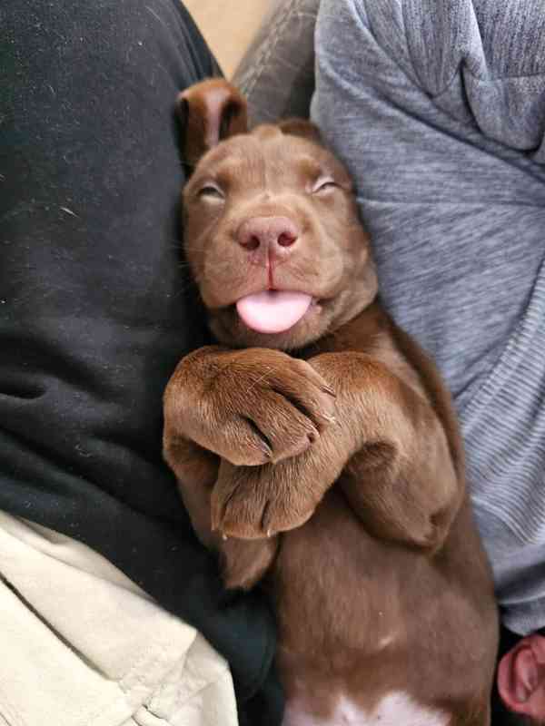 Nabízíme k prodeji labradorského retrívra - foto 4