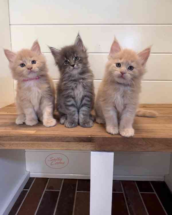 3 Mainská mývalí koťata na prodej - foto 1