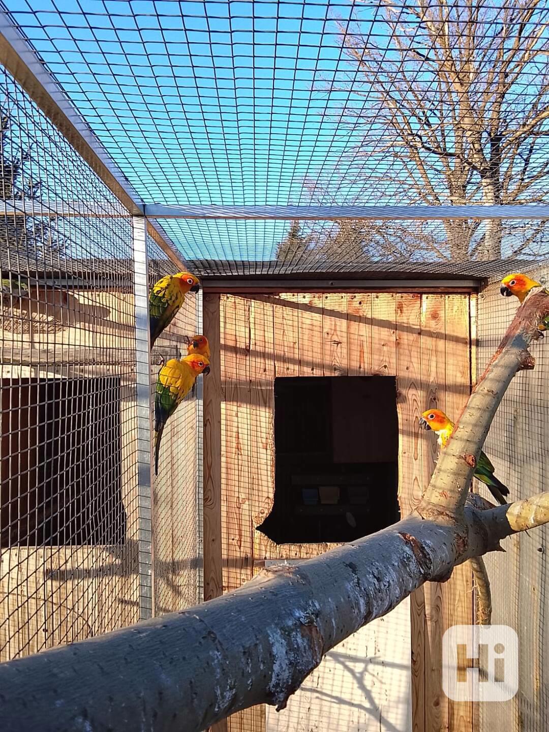 Aratinga Sluneční  - foto 1