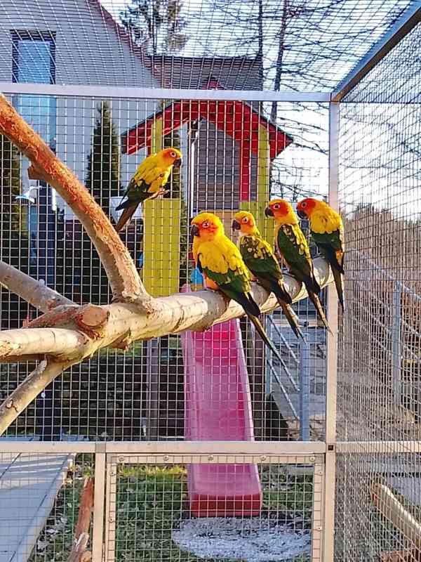 Aratinga Sluneční  - foto 3