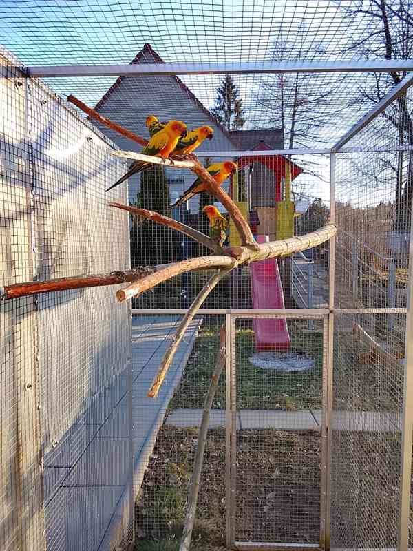 Aratinga Sluneční  - foto 2