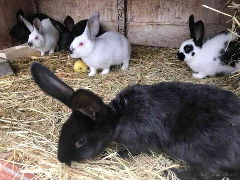 Prodej králíků - foto 2