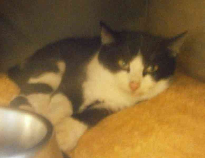 Černobílý, 3-4měsíční zatím nesmělý Toby hledá domov. - foto 4