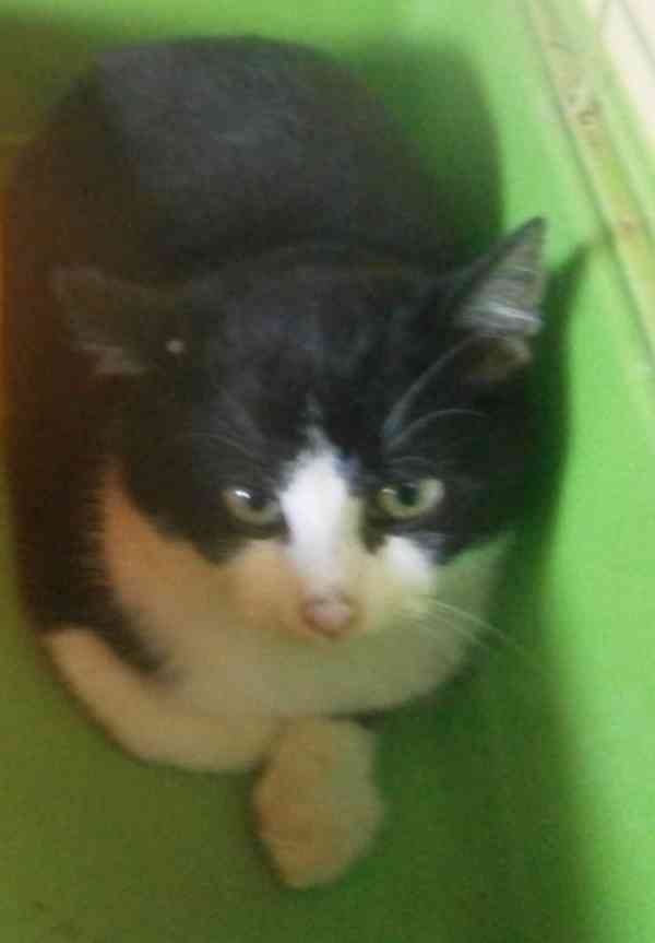 Černobílý, 3-4měsíční zatím nesmělý Toby hledá domov. - foto 7