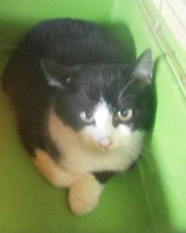 Černobílý, 3-4měsíční zatím nesmělý Toby hledá domov. - foto 2