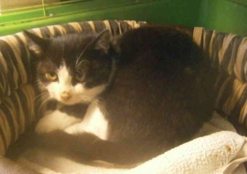 Černobílý, 3-4měsíční zatím nesmělý Toby hledá domov. - foto 6