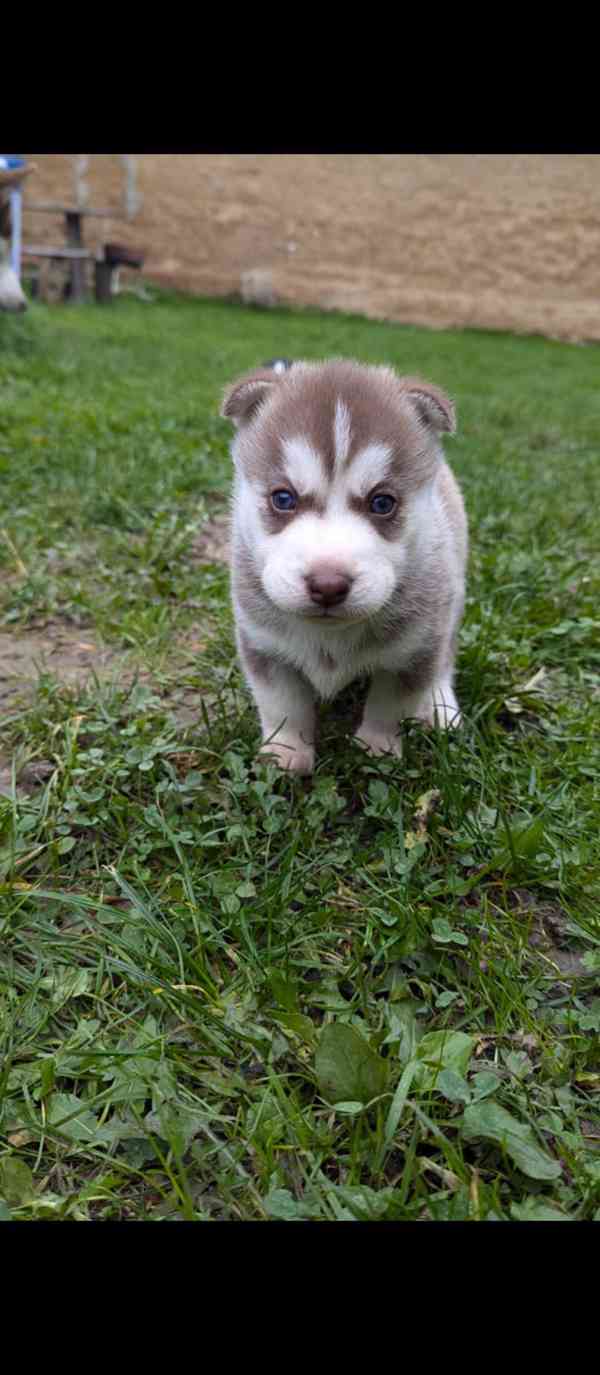 Sibiřský husky štěně  - foto 3