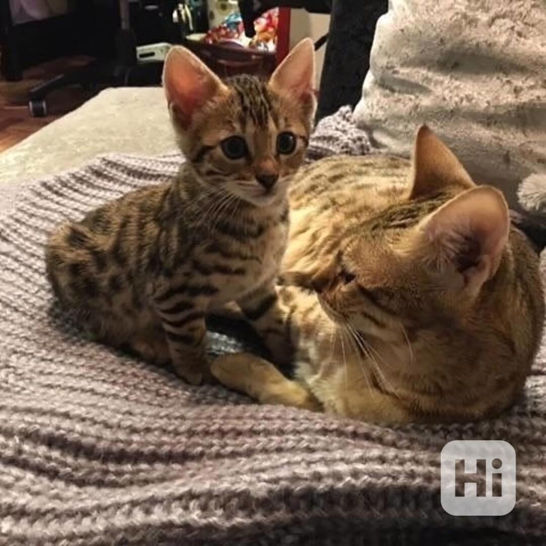 Bengálské kotě - foto 1