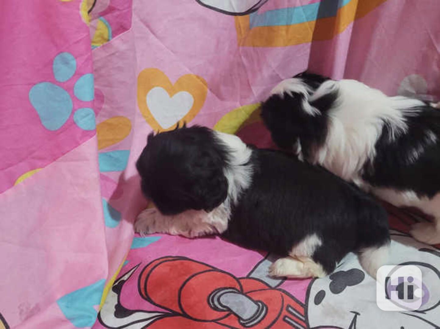 Zdravá a reprezentativní štěňata shih tzu - foto 1