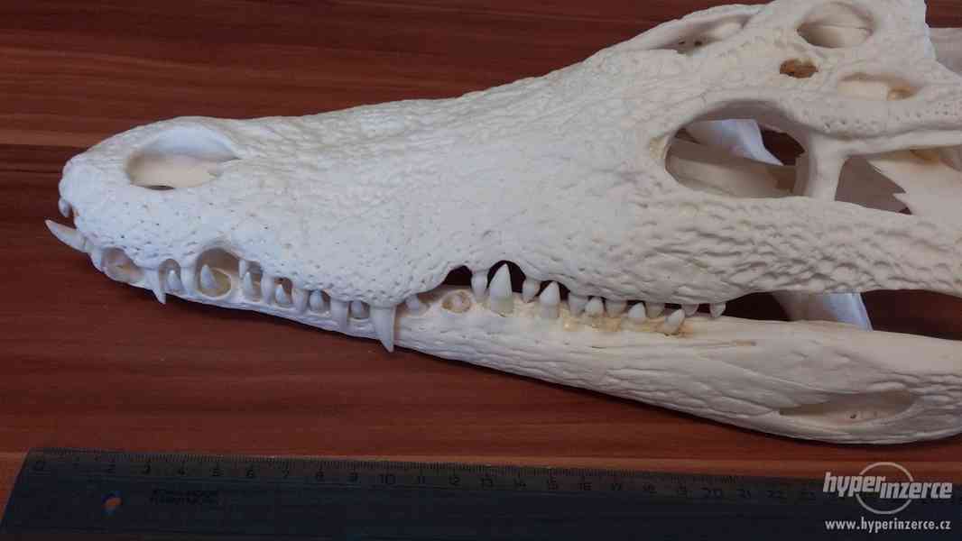 vybělená lebka krokodýla nilského - foto 2