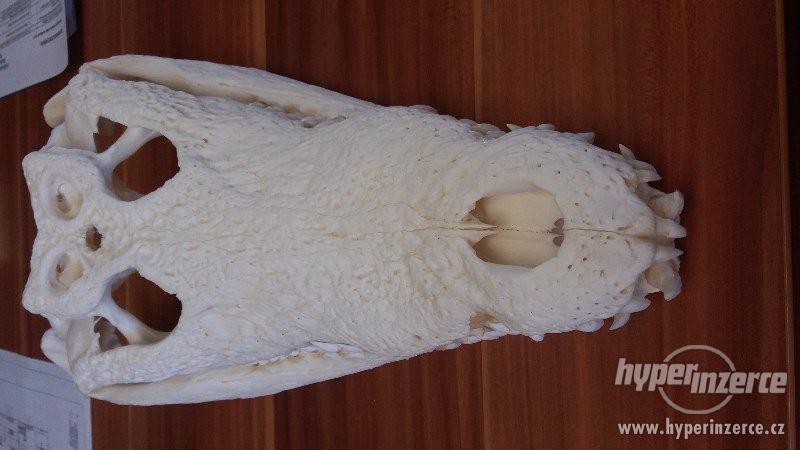 vybělená lebka krokodýla nilského - foto 3