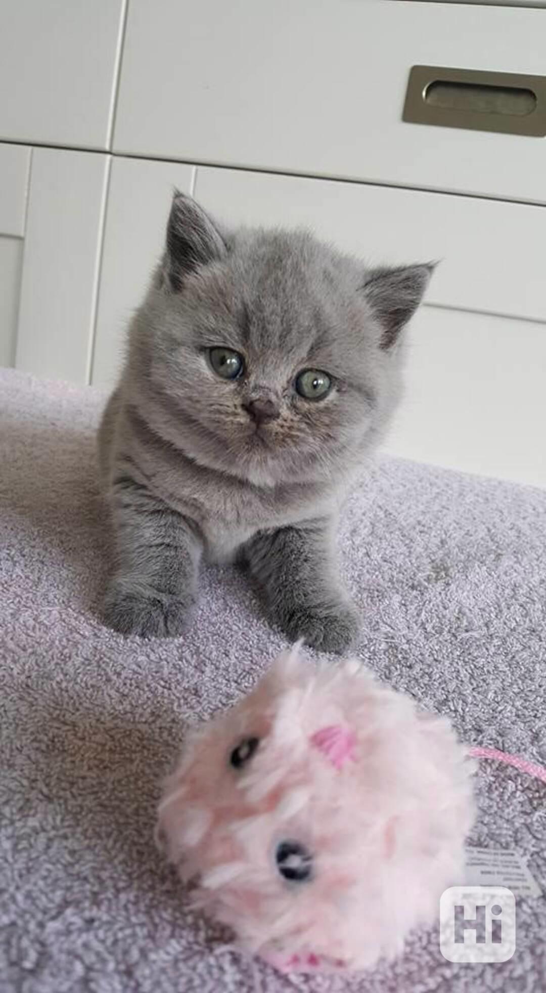 Úžasná britská krátkosrstá koťátka k adopci zdarma - foto 1