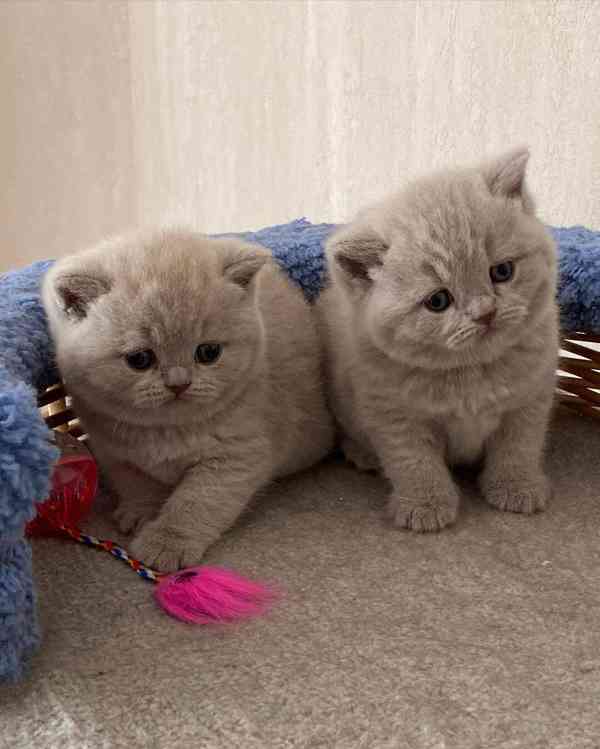 Úžasná britská krátkosrstá koťátka k adopci zdarma - foto 2