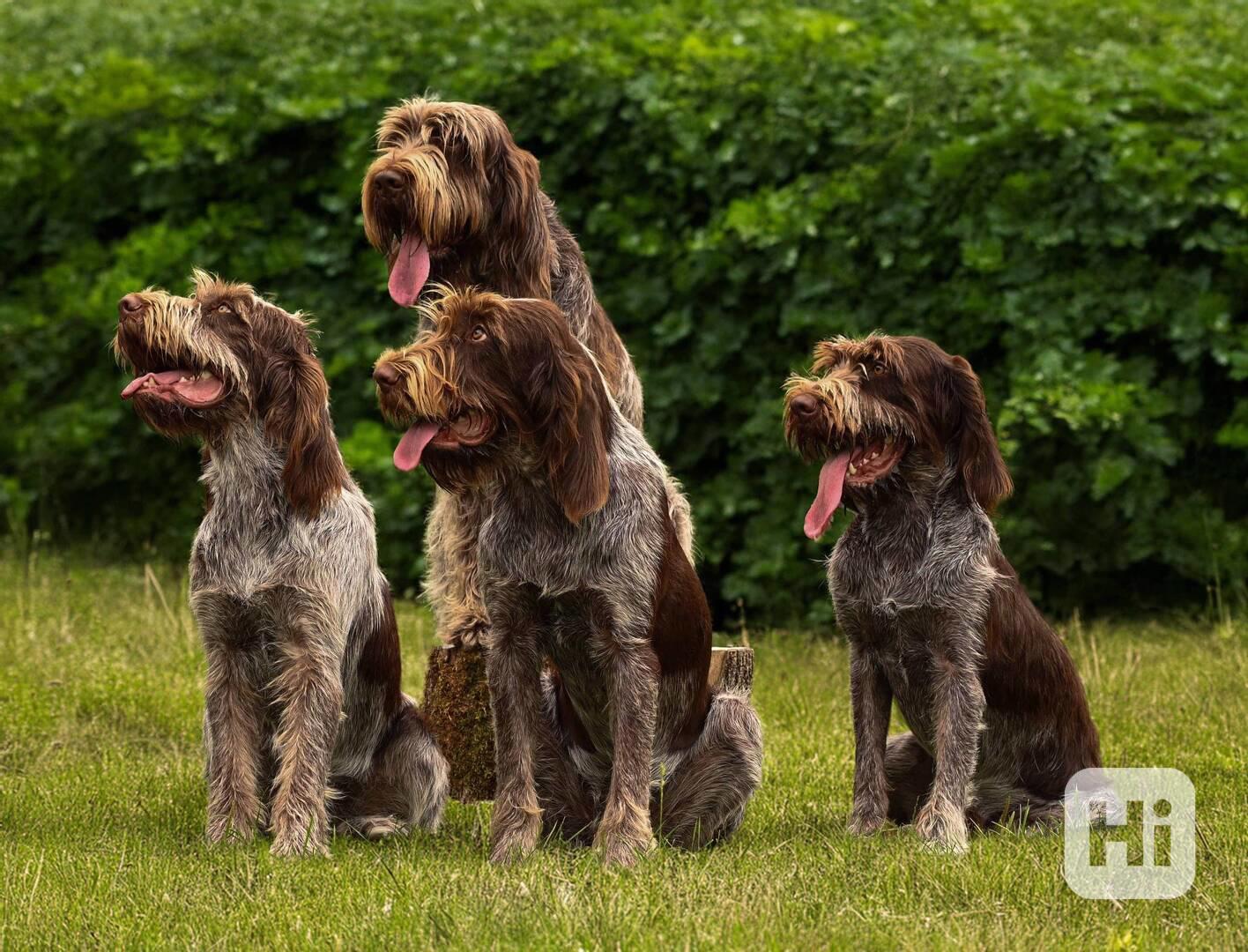 Italský spinone štěně - foto 1