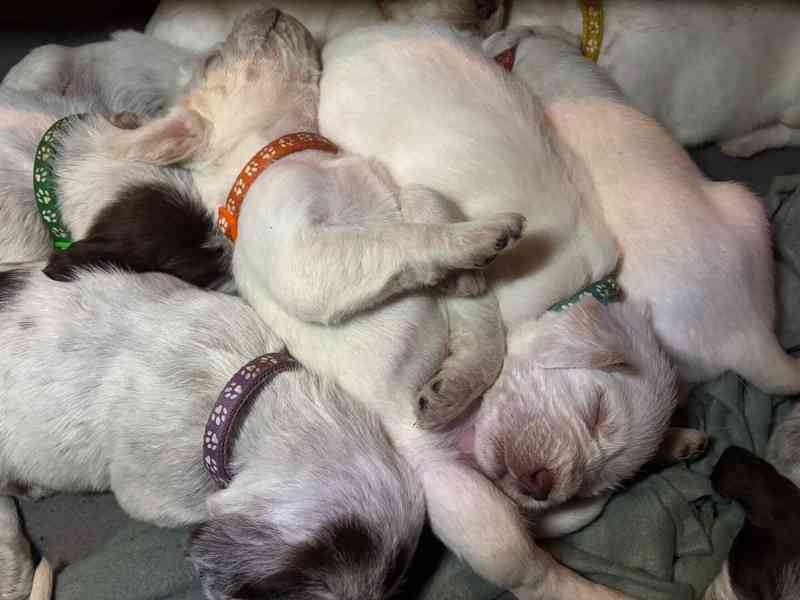 Italský spinone štěně - foto 4