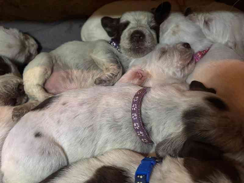 Italský spinone štěně - foto 3