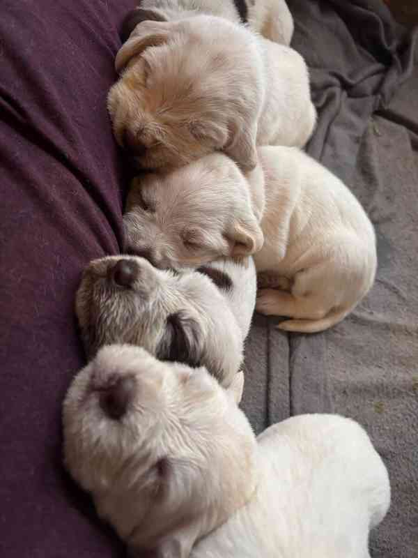 Italský spinone štěně - foto 2