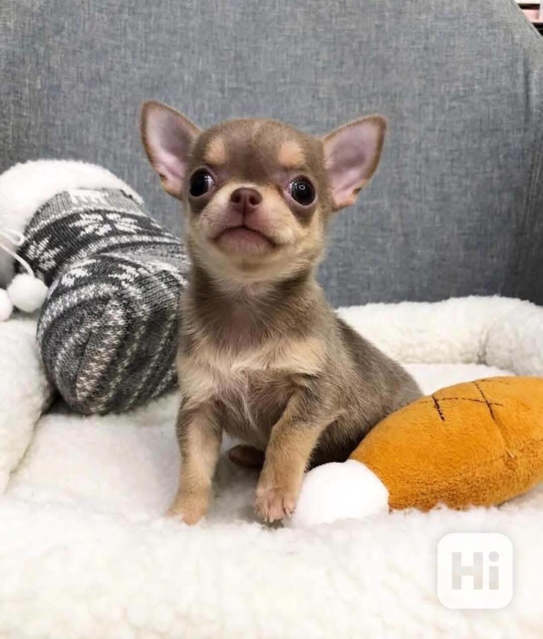 Štěňata čivavy Pp - foto 1