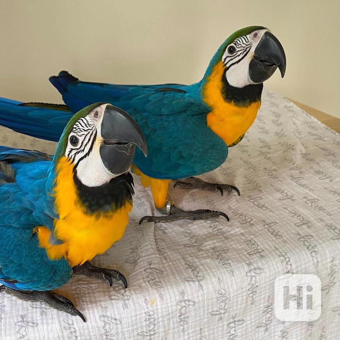 K dispozici papoušci modro-zlatí arové - foto 1
