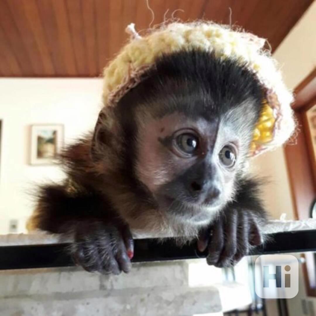 Rozkošné a hravé kapucínské opice - foto 1