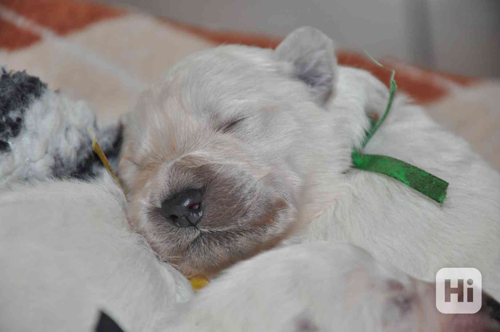 Slovenský čuvač - štěňata s PP  - foto 1