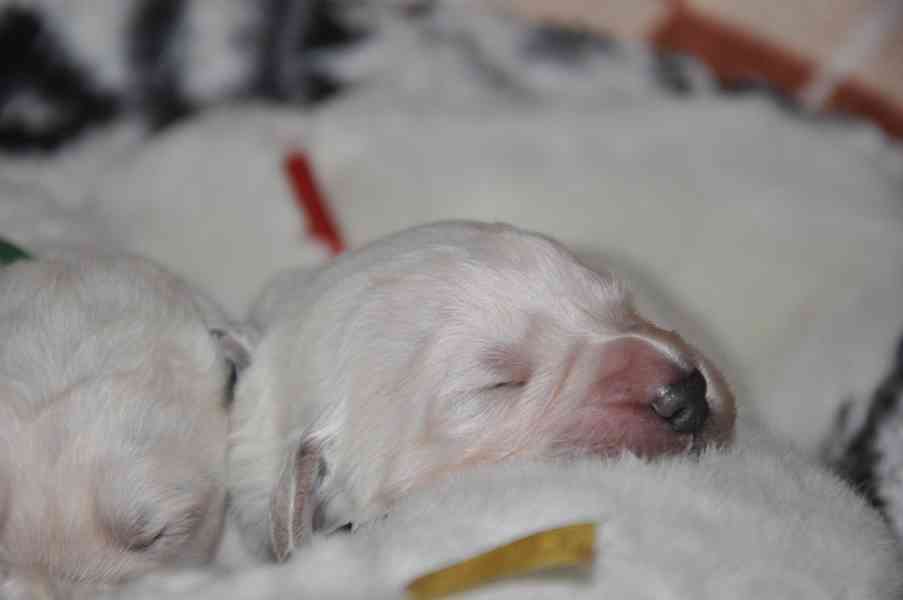 Slovenský čuvač - štěňata s PP  - foto 3