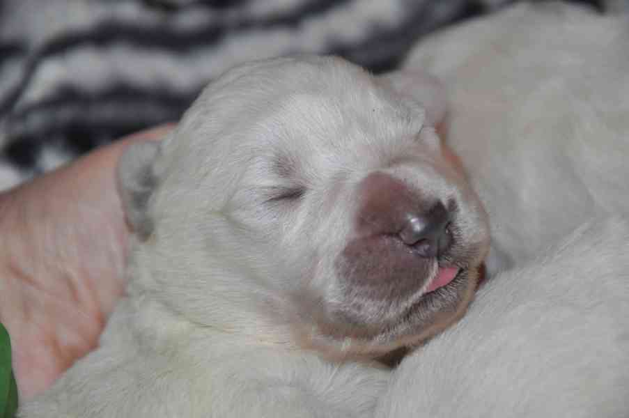 Slovenský čuvač - štěňata s PP  - foto 4