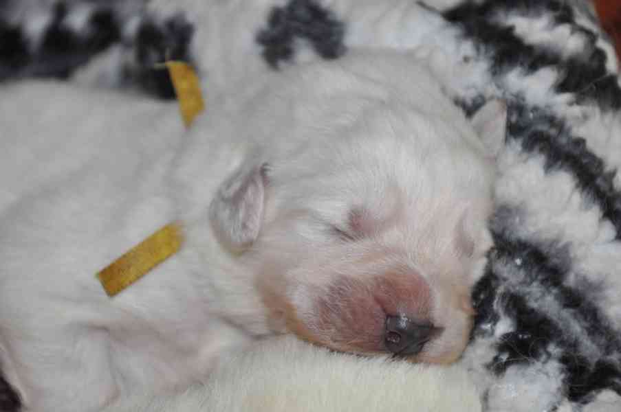 Slovenský čuvač - štěňata s PP  - foto 6