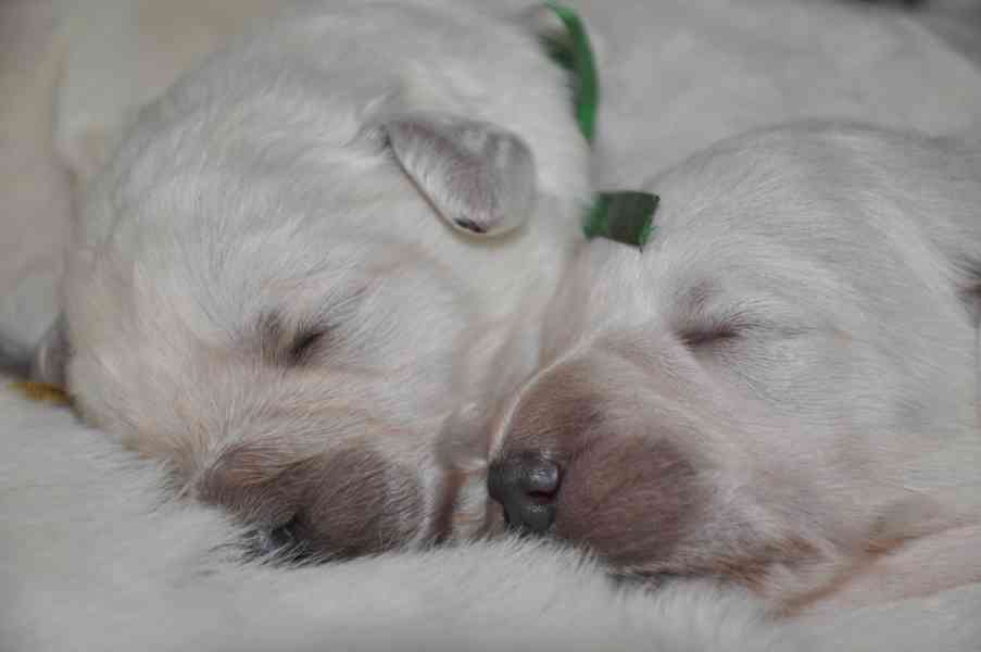 Slovenský čuvač - štěňata s PP  - foto 2
