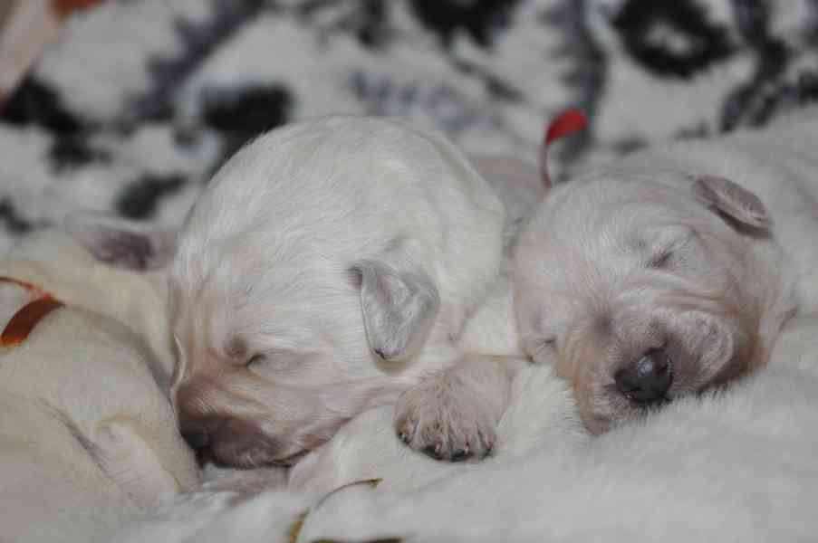 Slovenský čuvač - štěňata s PP  - foto 5