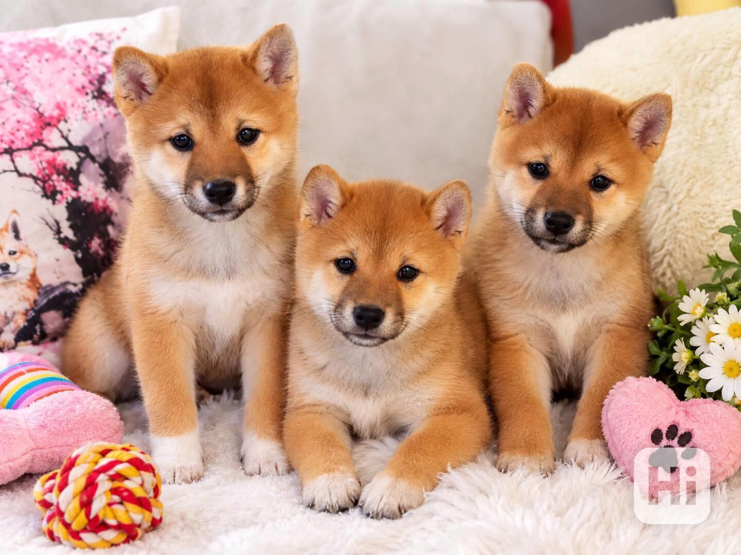 Shiba Inu  - foto 1