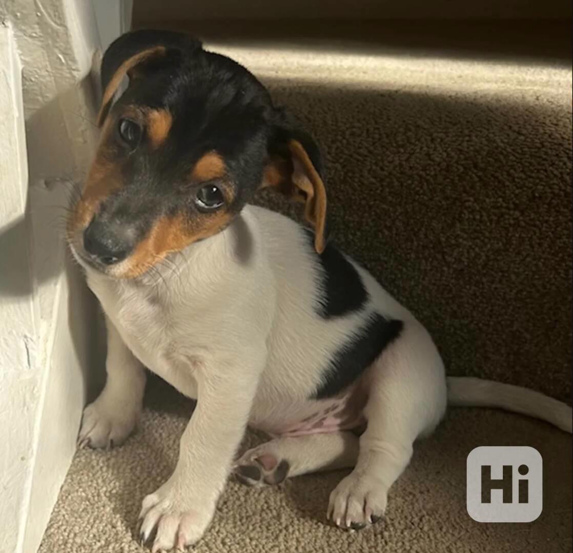 Štěňata Jack Russell teriéra k adopci - foto 1