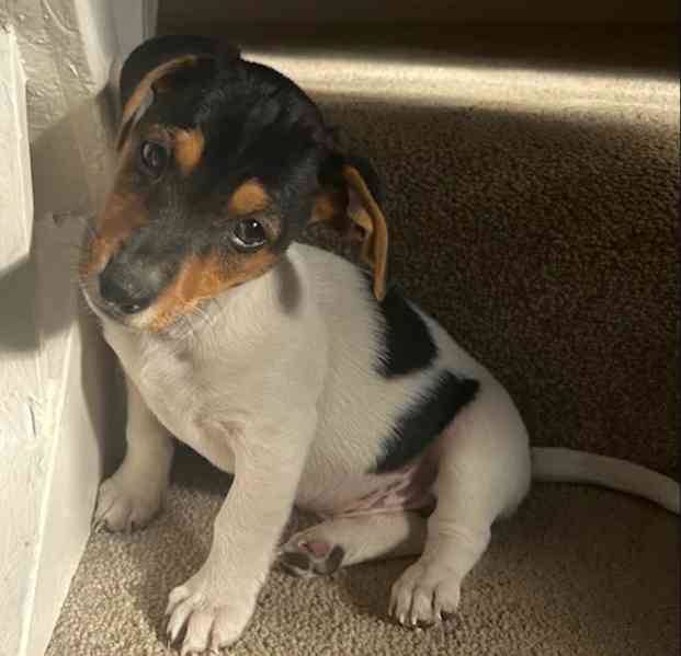 Štěňata Jack Russell teriéra k adopci