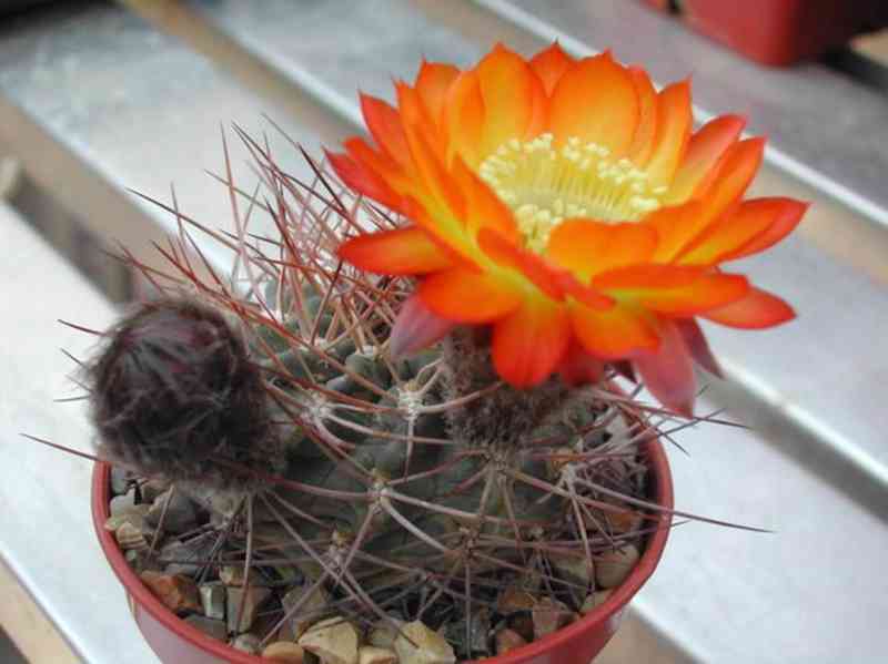 semena kaktus Acanthocalycium aurantiacum R 148 - foto 1