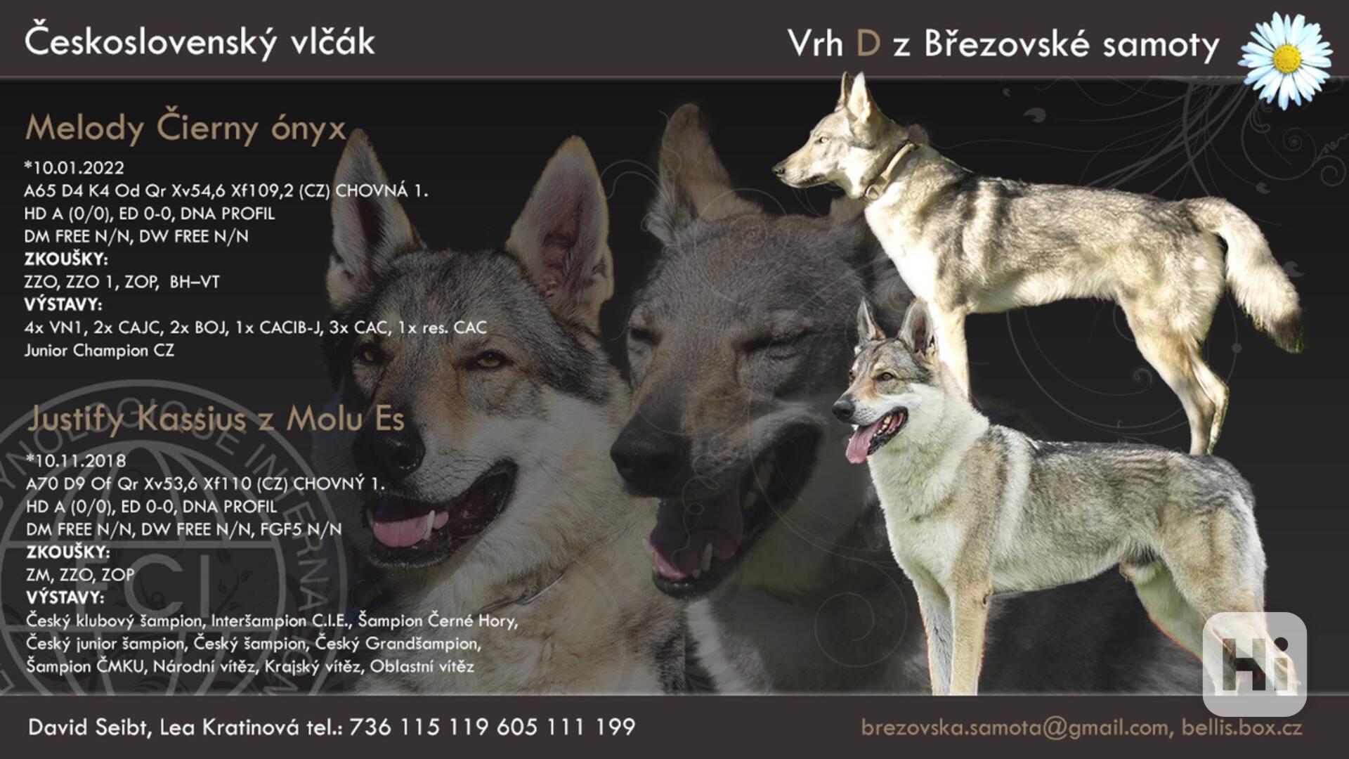 Československý vlčák – štěňata s PP - foto 1