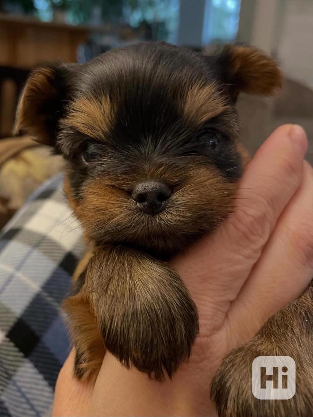 Registrovaná štěňata Yorkshire k novému domovu - foto 1