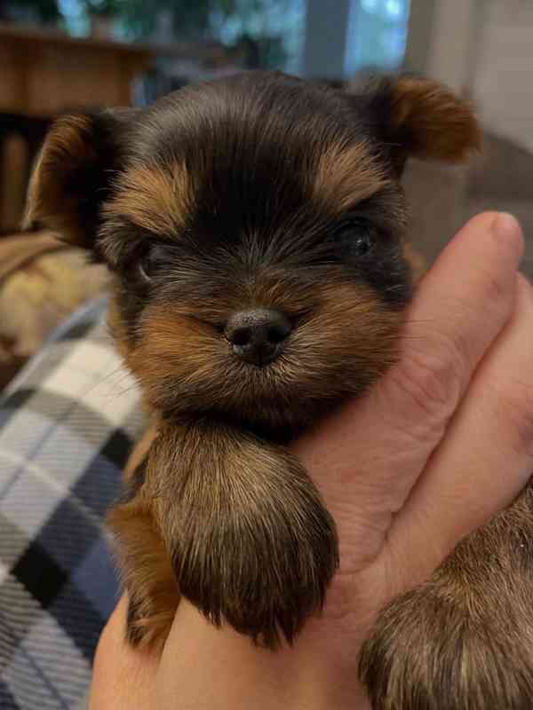 Registrovaná štěňata Yorkshire k novému domovu - foto 1