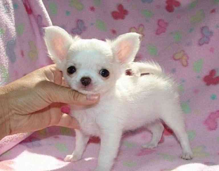 Dárek zdarma Štěňata čivavy k adopci zdarma   - foto 1