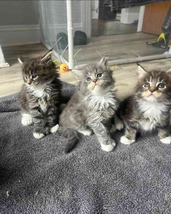 Přátelská koťátka Mainské mývalí kočky k adopci. - foto 1