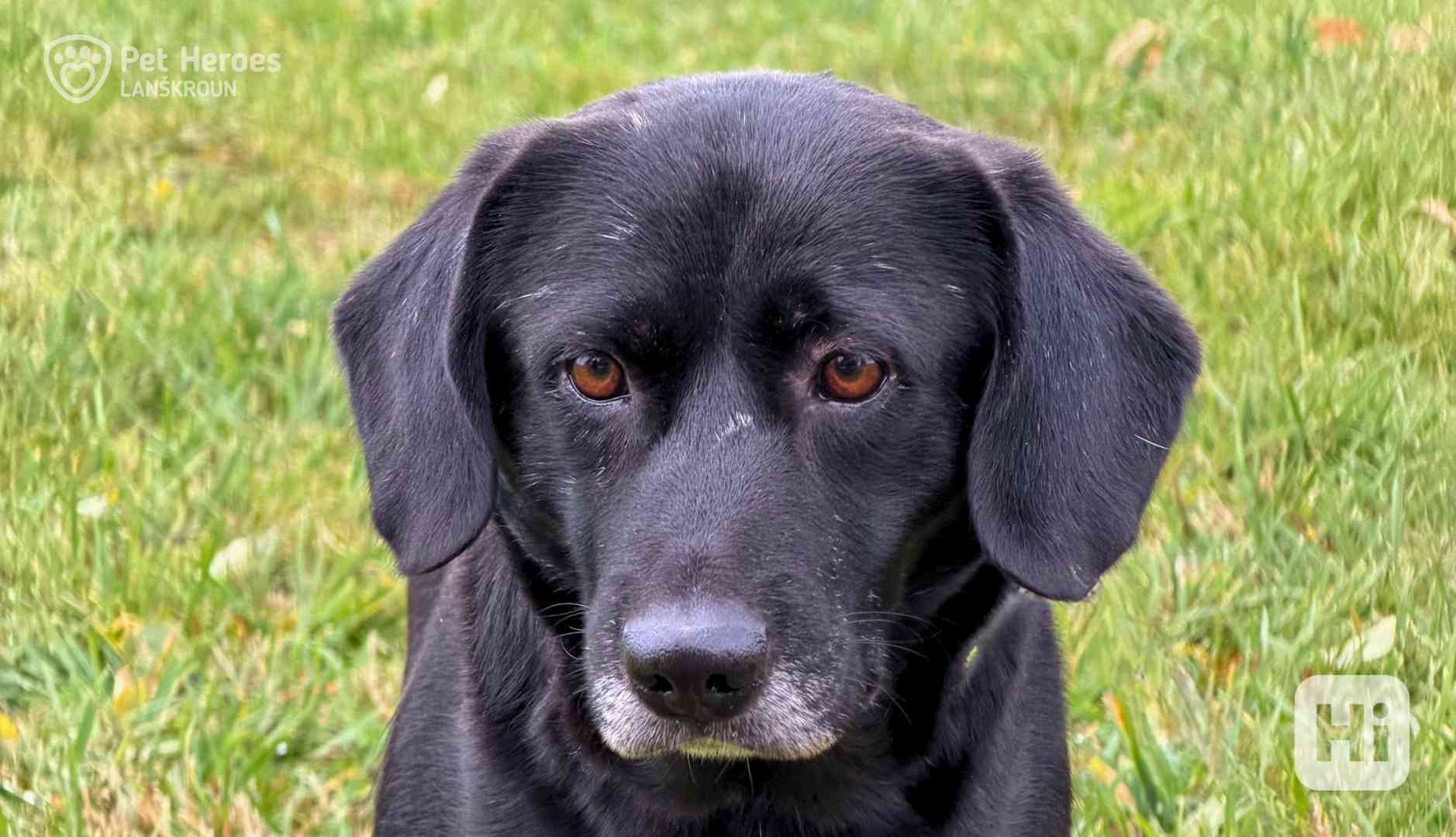 Moana ♥ mini labradorka - foto 1
