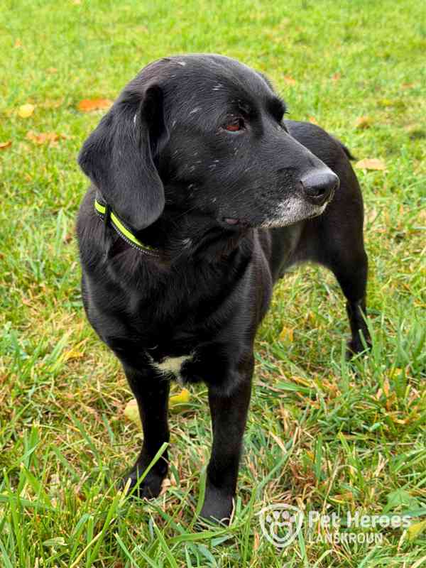 Moana ♥ mini labradorka - foto 2